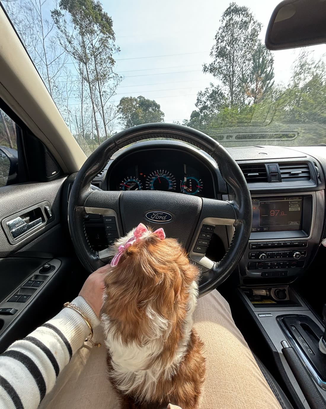 Daisy, a brown and white Shih Tzu puppy with a pink bow, on a lap in the car, second view