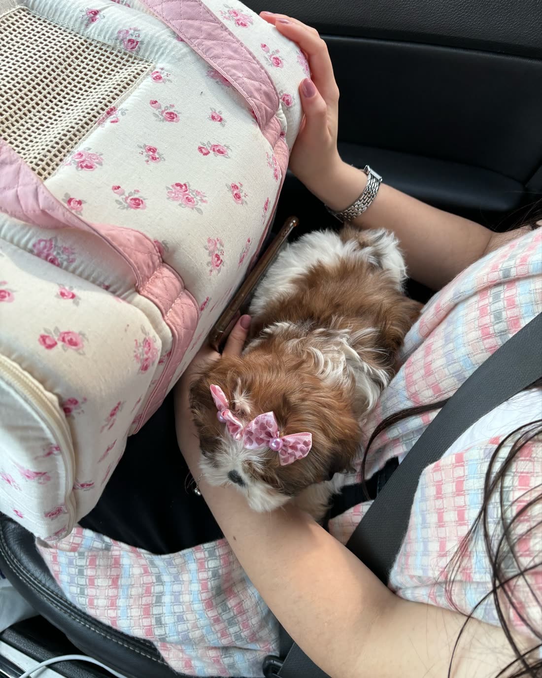 Chrisy, a brown and white Shih Tzu puppy with a pink bow, asleep on her new owner’s lap beside a floral carrier in the car