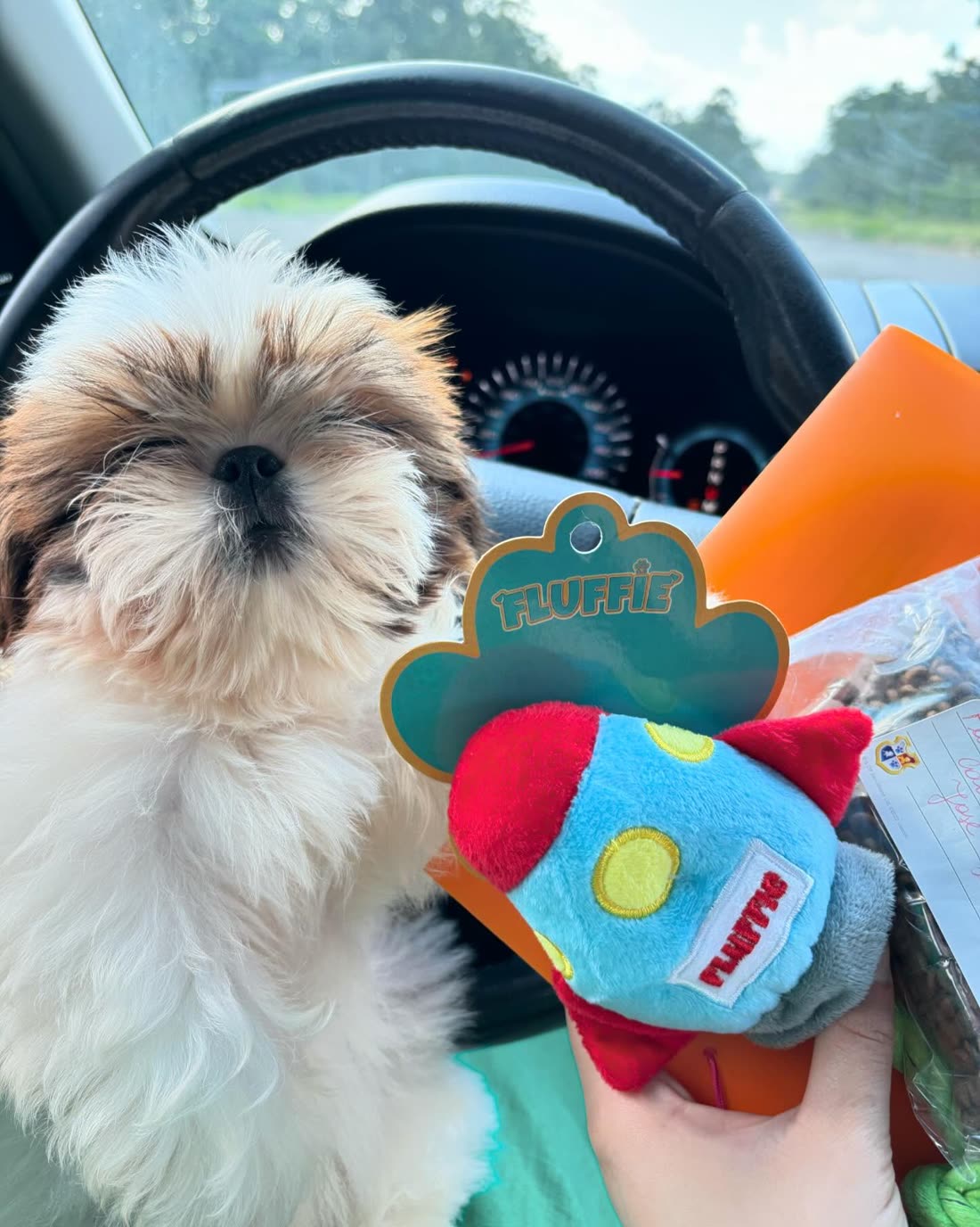 Fluffie, a gold and white Shih Tzu puppy, on the car seat beside a new toy and a bag of food after being collected from the transporter