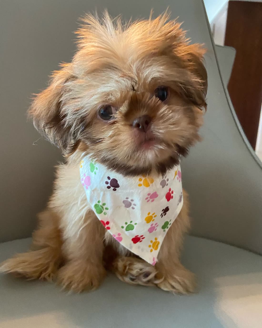 Bruno, a gold Shih Tzu belonging to Royal Silk, wearing a paw-print bandana and sitting on a grey armchair