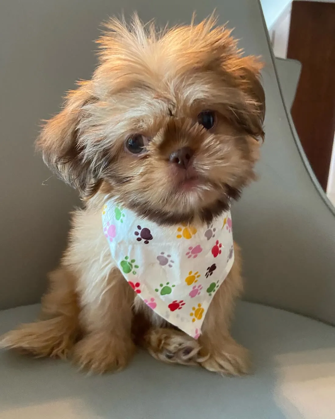 Bruno, a gold Shih Tzu belonging to Royal Silk, wearing a paw-print bandana and sitting on a grey armchair