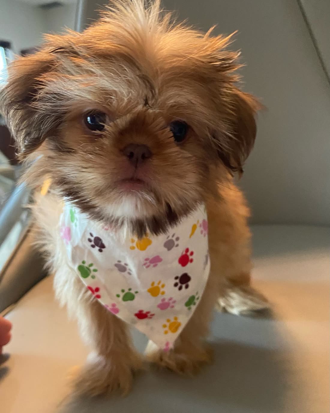 Bruno, a gold Shih Tzu, standing on a chair in a paw-print bandana and looking at the camera