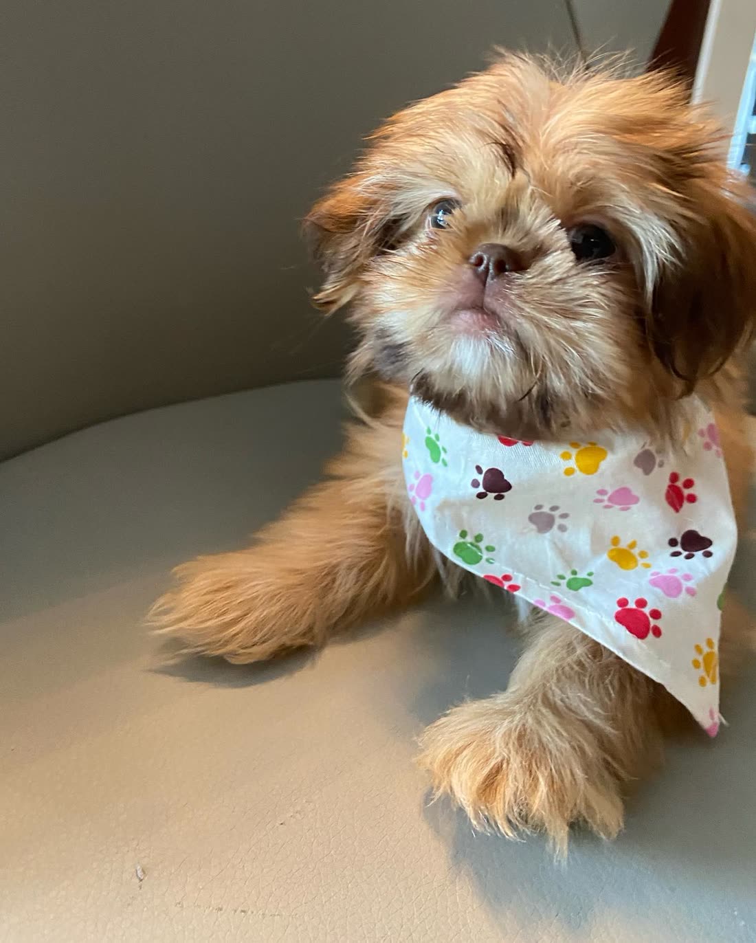 Bruno, a gold Shih Tzu, lying on a grey chair and looking up