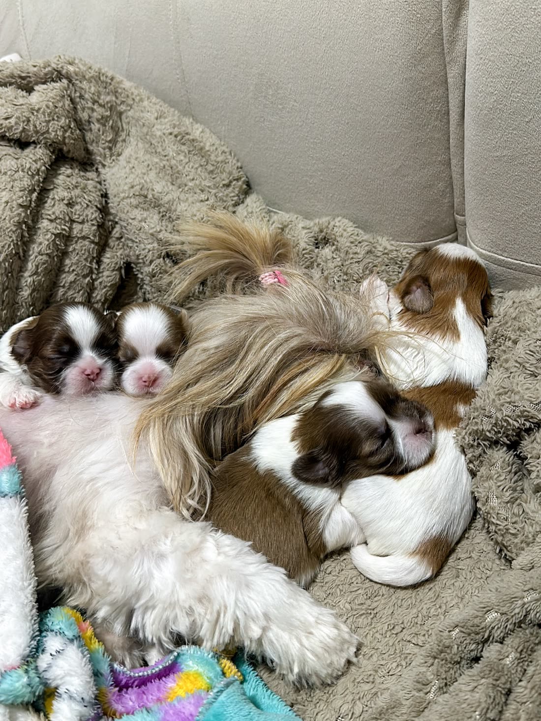A gold and white Shih Tzu mother lying on a sofa with her newborn puppies against her