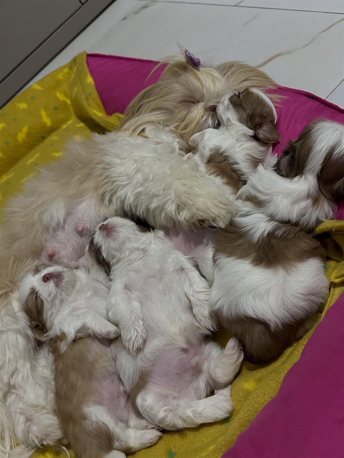A Shih Tzu mother asleep with her puppies in a pink bed