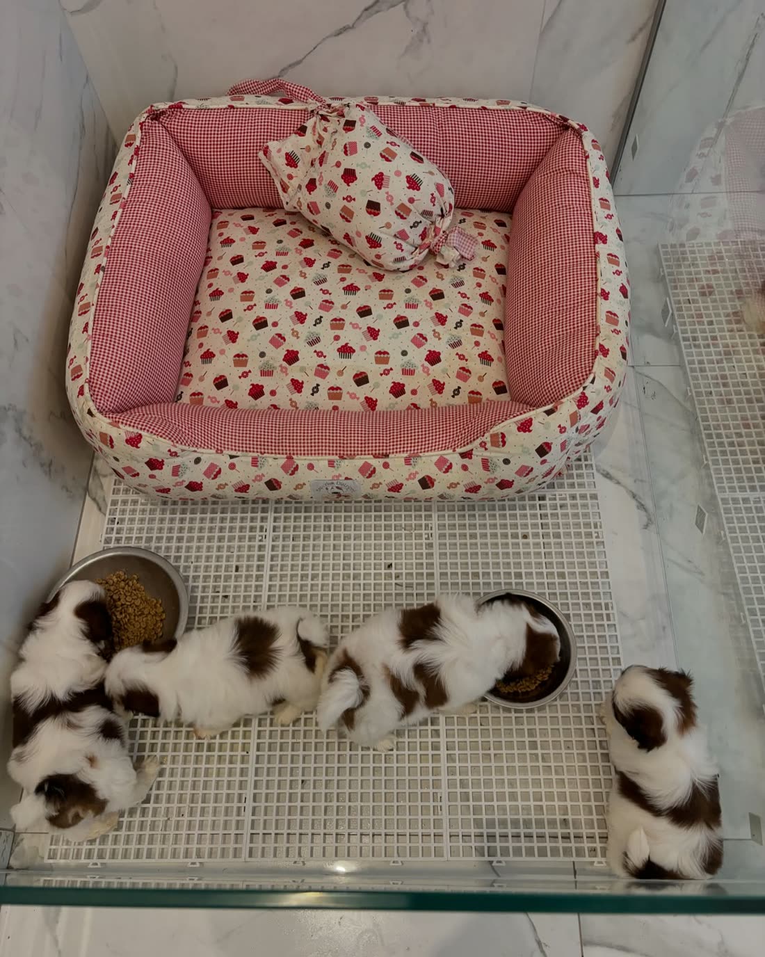 Four brown and white Shih Tzu puppies eating from two bowls in a clean indoor pen beside a patterned bed