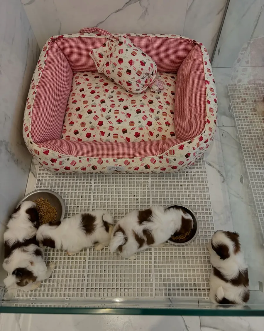 Four brown and white Shih Tzu puppies eating from two bowls in a clean indoor pen beside a patterned bed