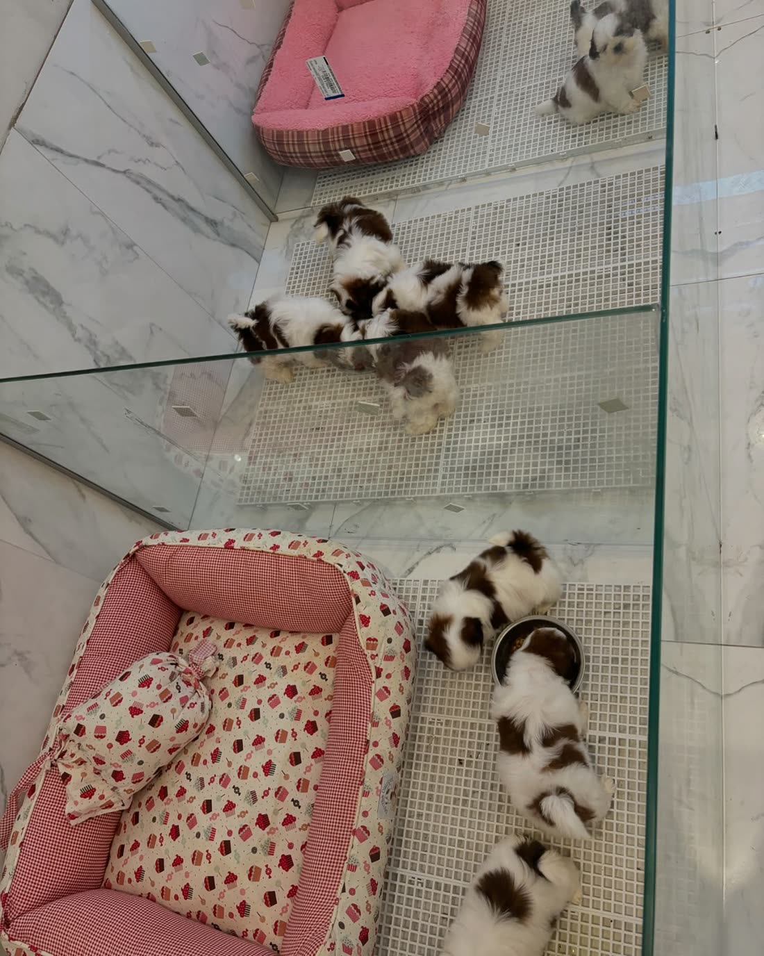 Seven brown and white Shih Tzu puppies in a glass-sided indoor pen with two beds, photographed from above