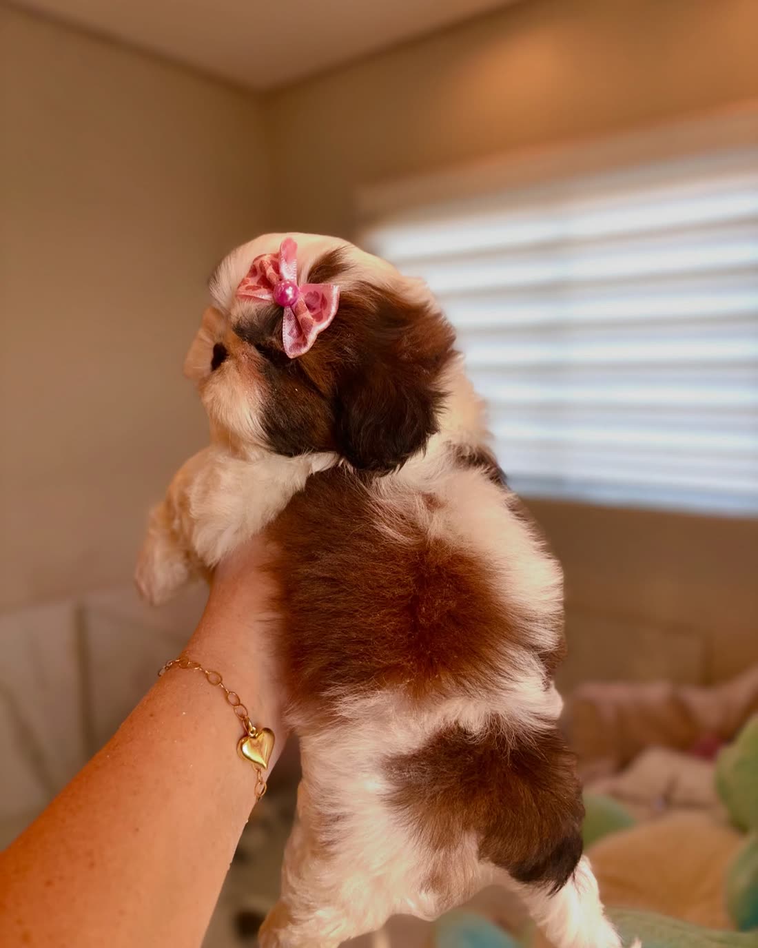 A past Royal Silk puppy, brown and white with a pink bow, held up to a window in her new home