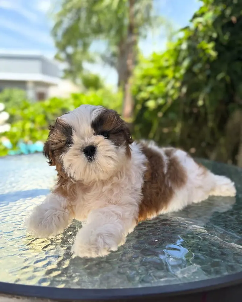 Melissa, a gold and white parti Shih Tzu girl puppy, lying on a glass garden table in the sun