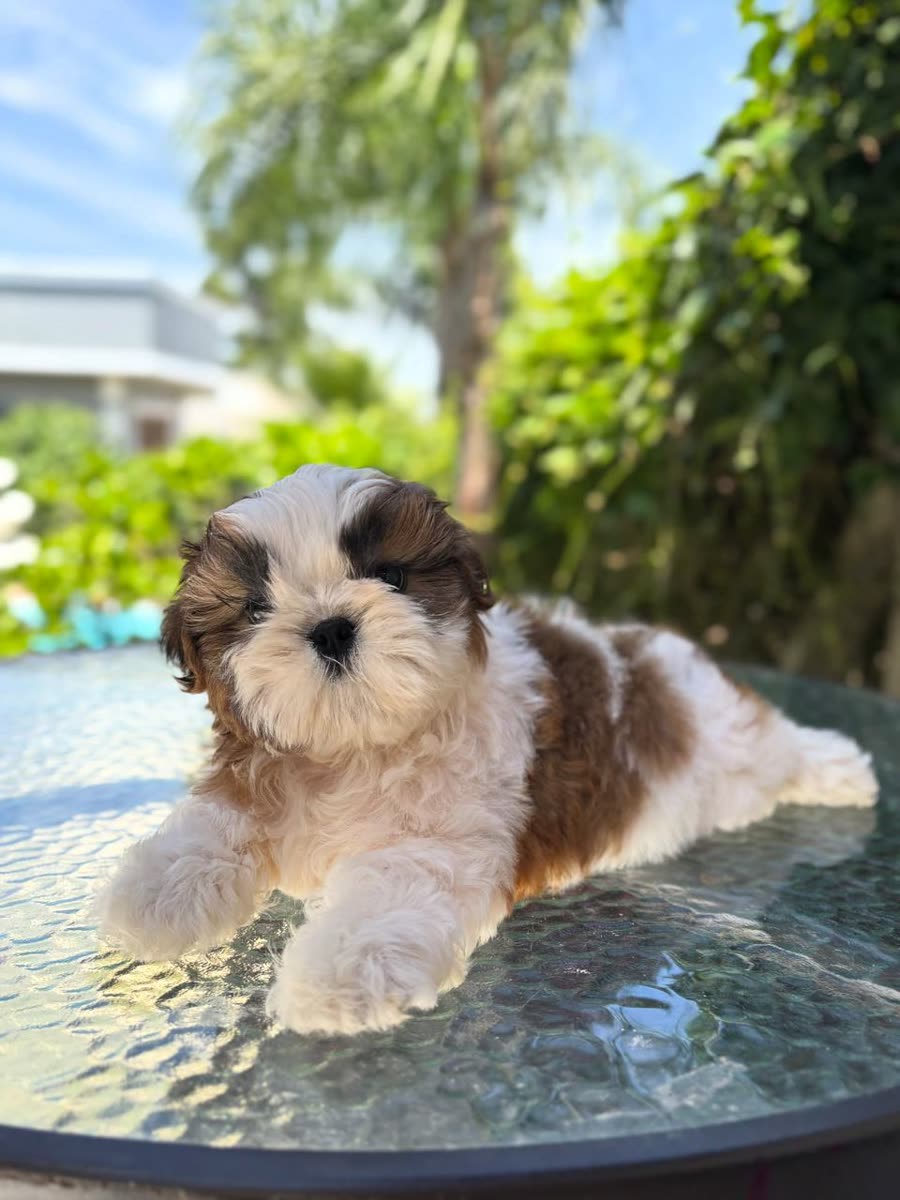 Melissa, a gold and white parti Shih Tzu puppy, female, 11 weeks old, at Royal Silk Shih Tzus in Sedona, Arizona