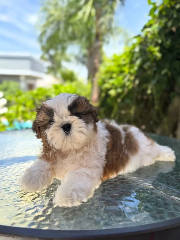 Melissa, a gold and white parti Shih Tzu puppy, female, 15 weeks old, at Royal Silk Shih Tzus in Sedona, Arizona