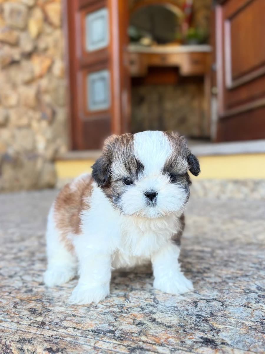 Percy, a brown and white parti Shih Tzu puppy, female, 8 weeks old, at Royal Silk Shih Tzus in Sedona, Arizona