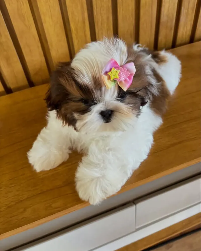 Sade, a gold and white parti Shih Tzu girl puppy, on a wooden sideboard with a pink bow in her hair