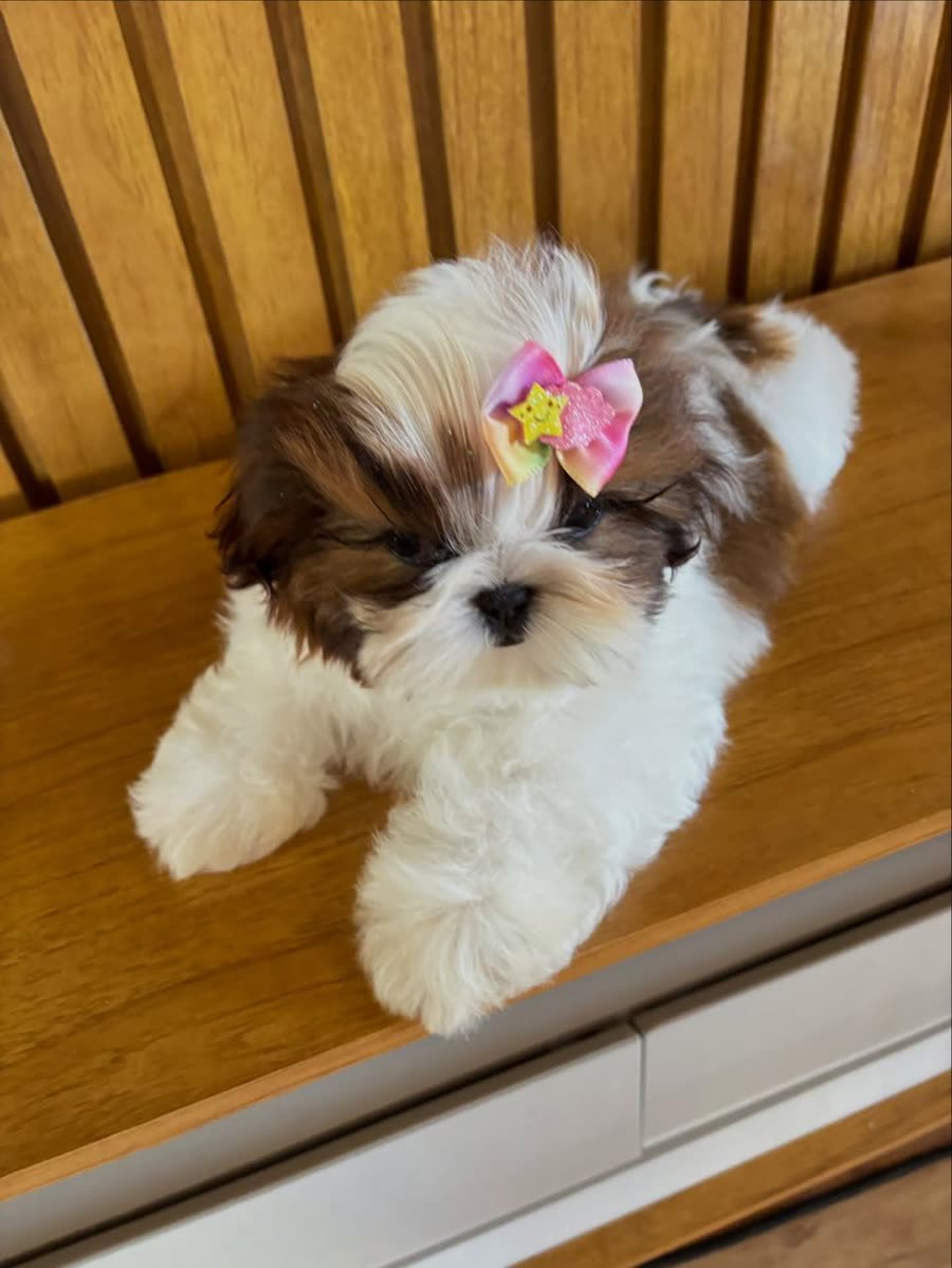 Sade, a gold and white parti Shih Tzu puppy, female, 11 weeks old, at Royal Silk Shih Tzus in Sedona, Arizona