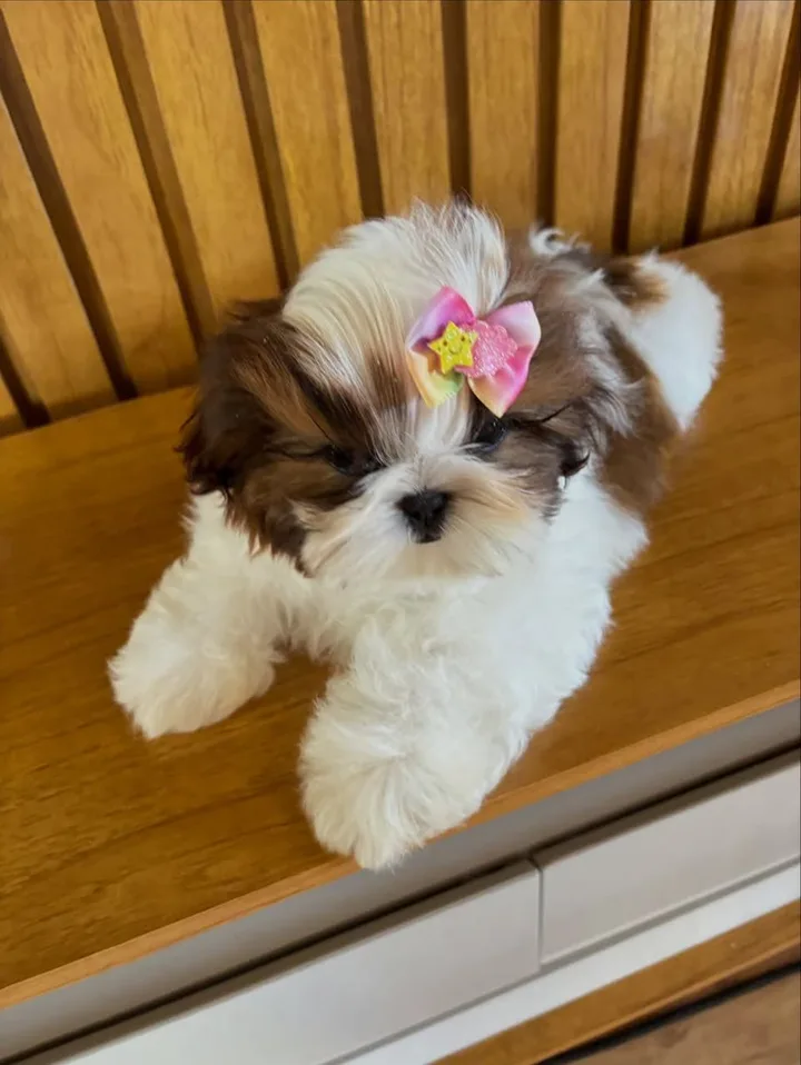 Sade, a gold and white parti Shih Tzu puppy, female, 15 weeks old, at Royal Silk Shih Tzus in Sedona, Arizona