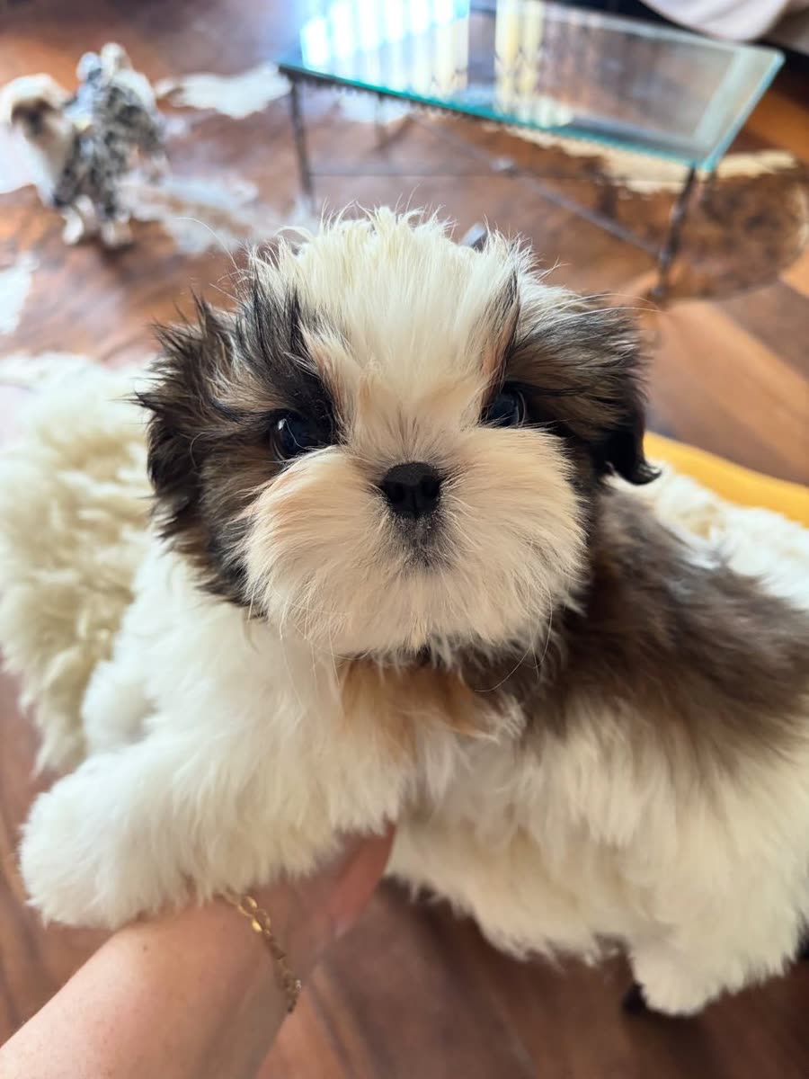 Sammy, a brown and white parti Shih Tzu puppy, male, 11 weeks old, at Royal Silk Shih Tzus in Sedona, Arizona