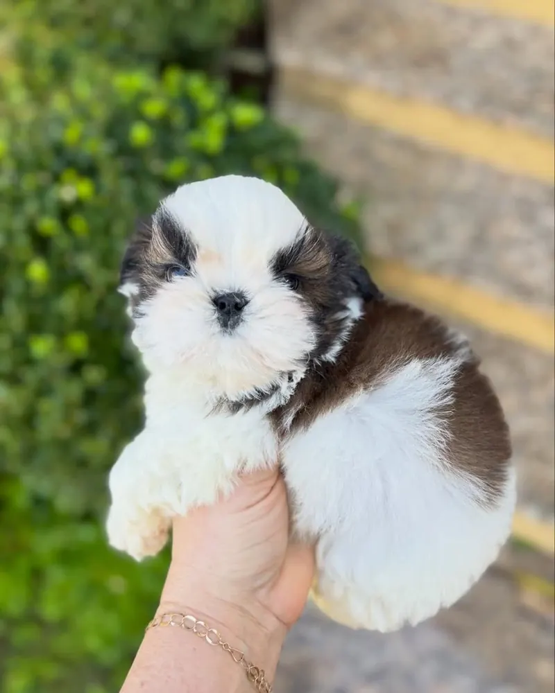 Terry, a brown and white parti Shih Tzu boy puppy, held up outside by the hedge