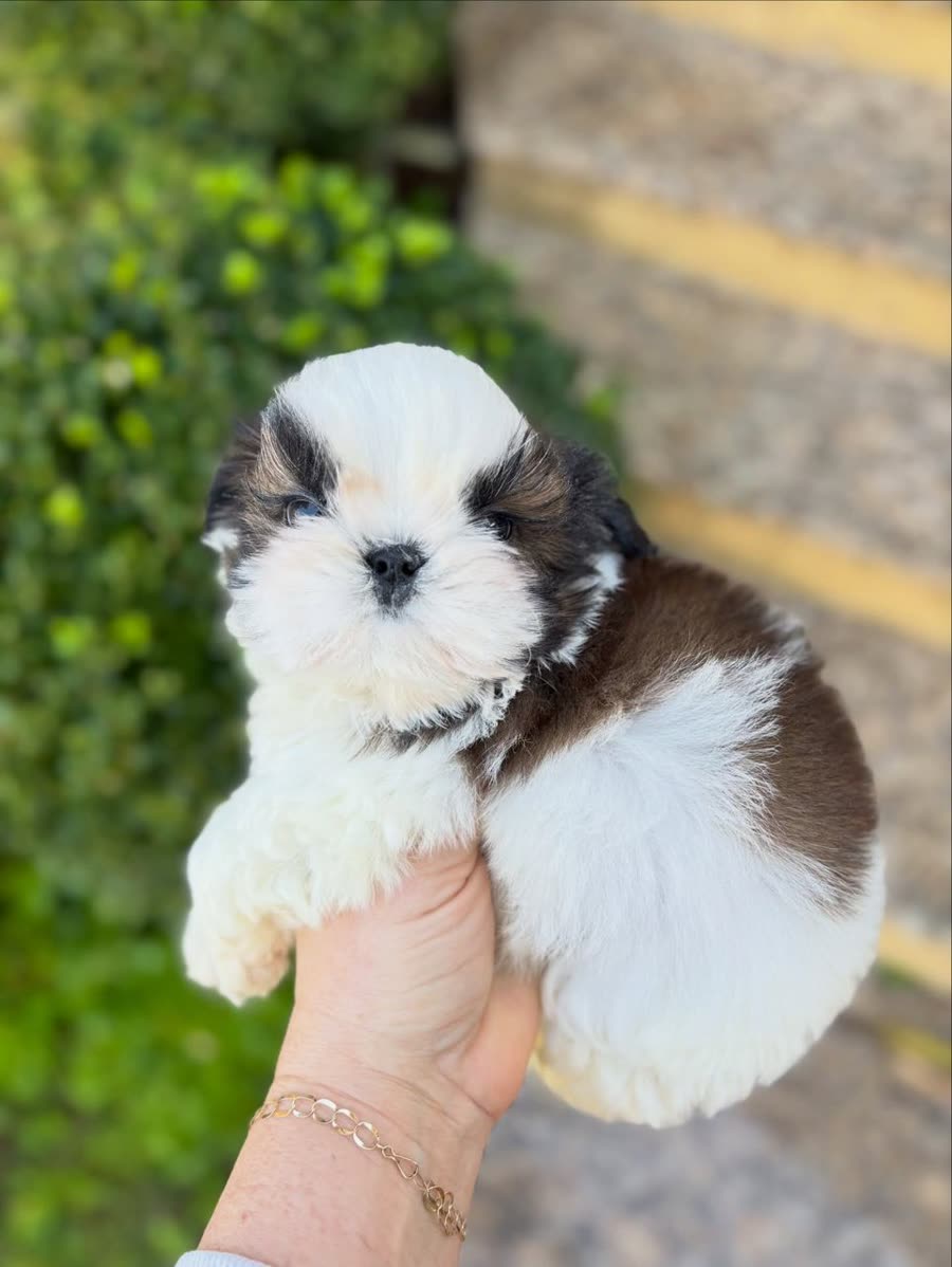 Terry, a brown and white parti Shih Tzu puppy, male, 8 weeks old, at Royal Silk Shih Tzus in Sedona, Arizona