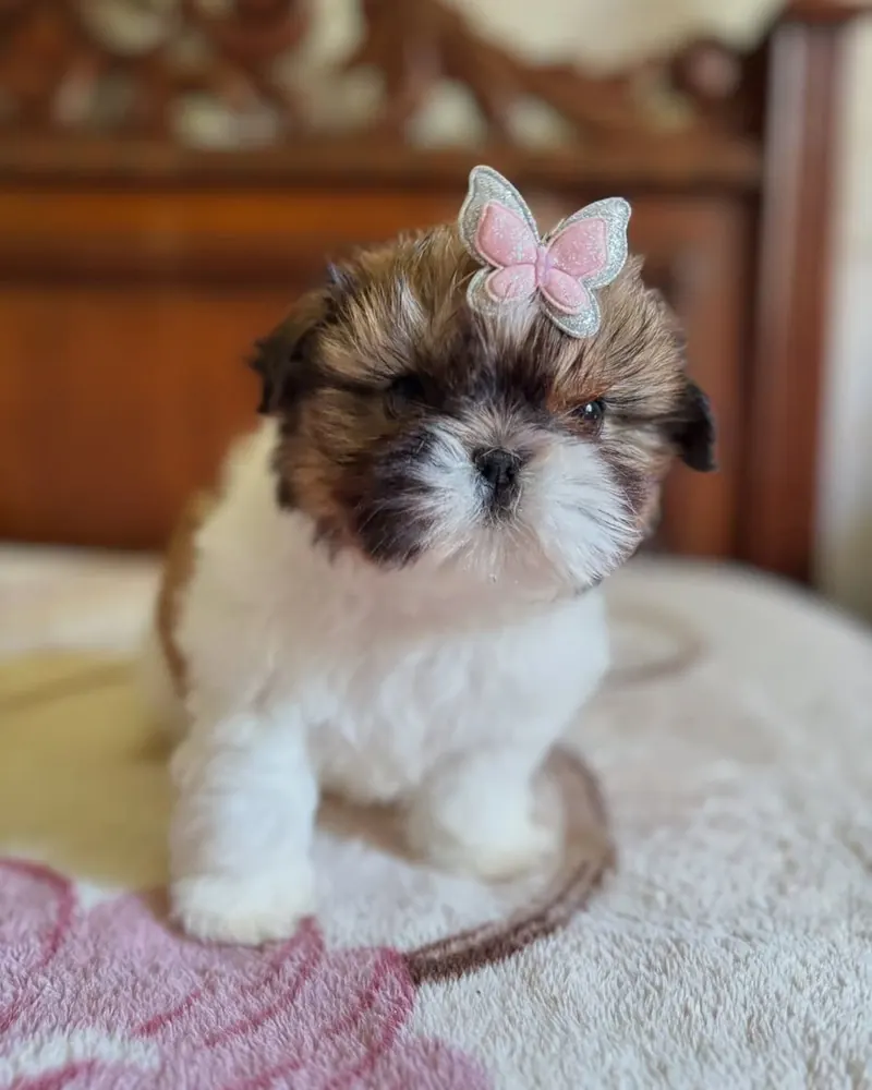 Tessa, a gold and white parti Shih Tzu girl puppy, sitting on a bed with a butterfly clip in her hair