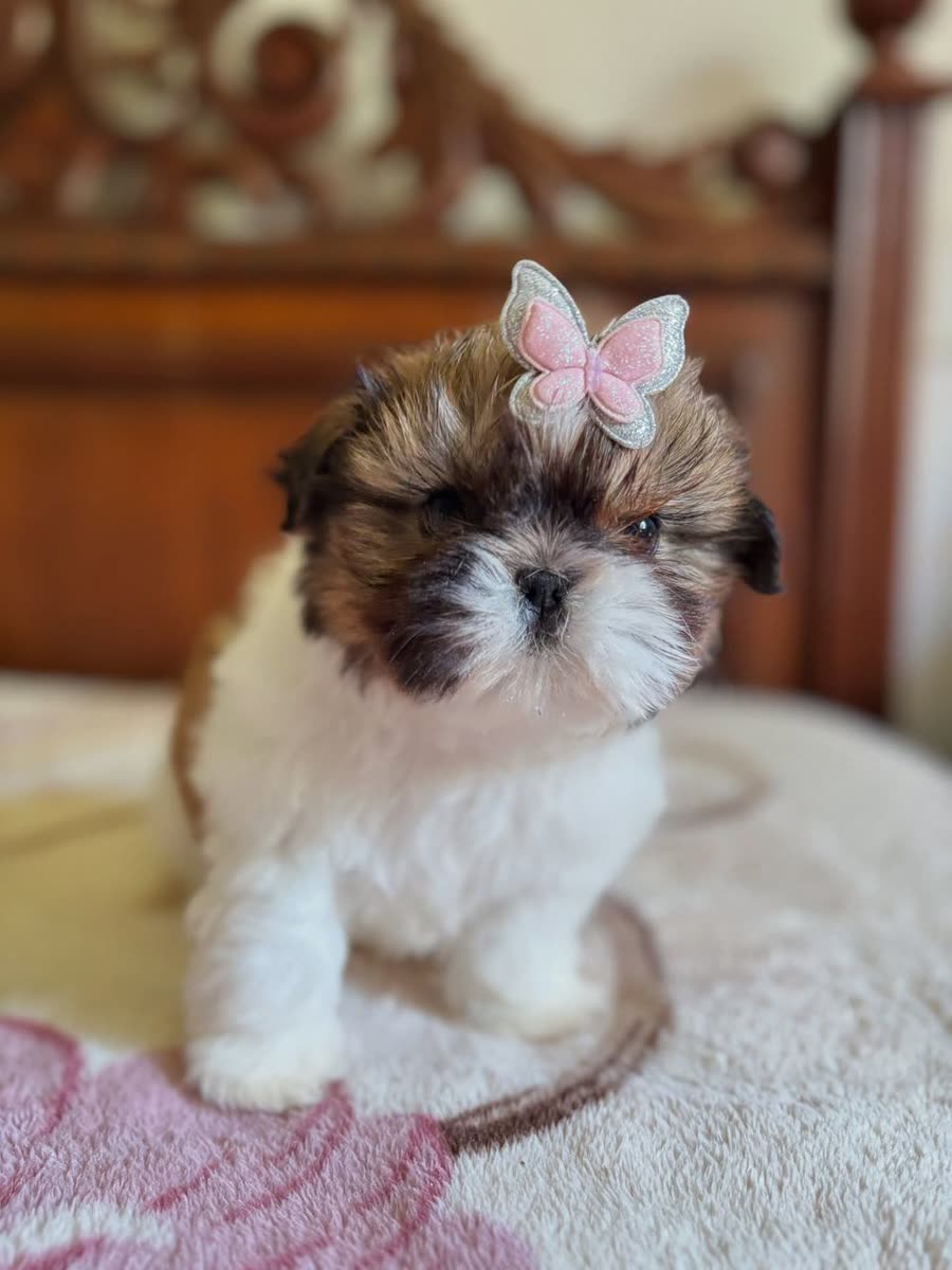 Tessa, a gold and white parti Shih Tzu puppy, female, 11 weeks old, at Royal Silk Shih Tzus in Sedona, Arizona