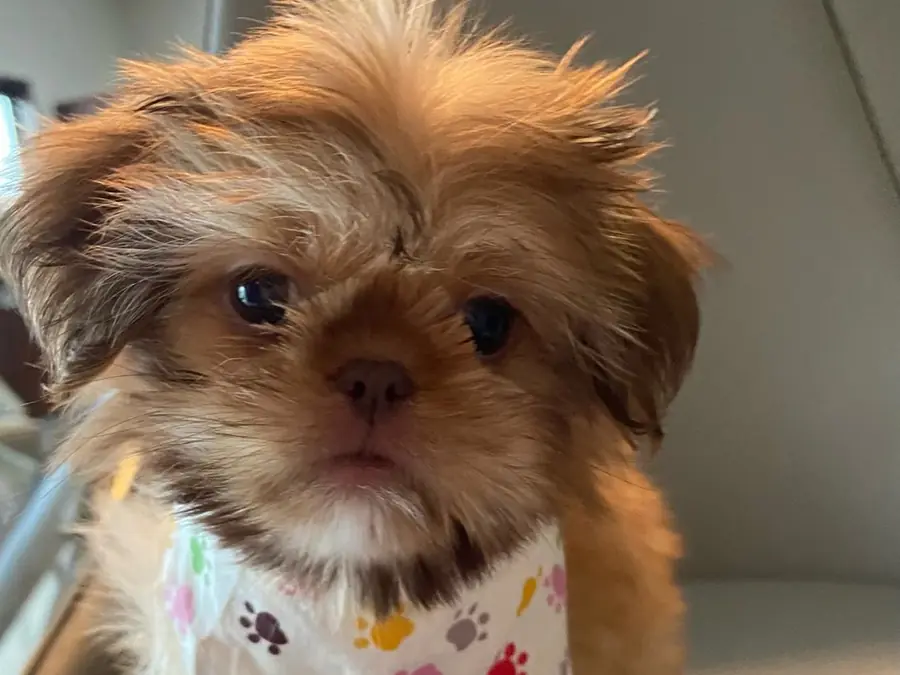 Bruno, a gold Shih Tzu, standing on a chair in a paw-print bandana and looking at the camera
