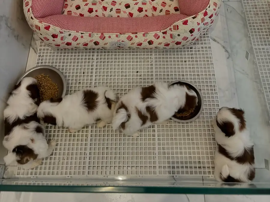 Brown and white Shih Tzu puppies eating from two bowls in a clean indoor pen beside a patterned bed