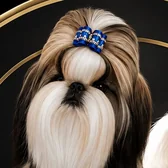 Royal Silk Shih Tzus logo: a Shih Tzu with a blue bow in its top knot